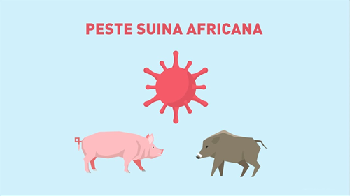 Avviso: Richiesta collaborazione ritrovamento carcasse cinghiale